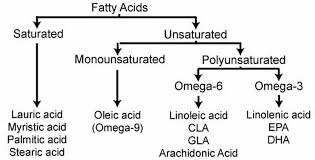 Image result for essential fatty acids