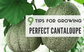 and choose a cannabis grow medium… when cultivating cannabis indoors, there are two viable options: How To Grow Cantaloupe 9 Tips For Growing Cantaloupe Growing In The Garden