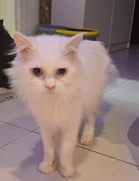 Adopting rescued cats in Dubai