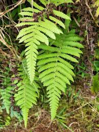 Image result for Christella parasitica