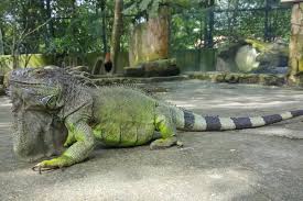 If that is not impressive enough, they also lay the largest egg. 5 Great Kid Friendly Places To Visit In Kl Farm In The City Tallypress