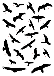 Raptor Flying Bird Silhouette Bird Silhouette Tattoos Bird Silhouette