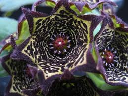 Image result for Ceropegia buchananii