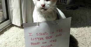 So we have found the funniest cat memes on the internet, for your personal enjoyment. These 25 Hilarious Cat Memes Will Make Your Caturday Better I Can Has Cheezburger