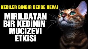 Kedilerin Az Bilinen Faydalari Sozcu Gazetesi