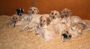 Join millions of people using oodle to find puppies for adoption, dog and puppy listings, and other pets adoption. Ryman Setter Puppies Finding The Right Puppy For You