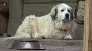 If you are unable to find your great pyrenees puppy in our puppy for sale or dog for sale sections, please consider looking thru thousands of great pyrenees dogs for adoption. Pyrenees Puppies May Not Be Perfect Christmas Gift