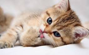 Download Wallpaper Kucing Lucu Imut Dan Menggemaskan