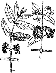 Image result for Keetia gueinzii