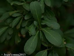 Image result for Gymnosporia maranguensis