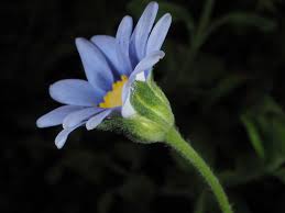 Image result for Felicia anthemidodes