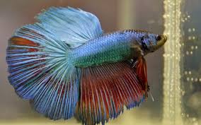 Betta Fish Not Eating Here S Why Aquarium Genie