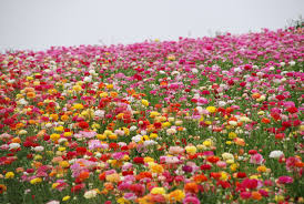 Check spelling or type a new query. Free Photo Field Of Flowers Beauty Field Flower Free Download Jooinn