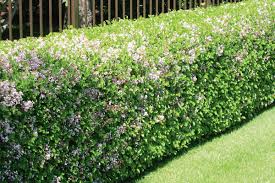 Maybe you would like to learn more about one of these? Instead Of Boxwood Winnipeg Free Press