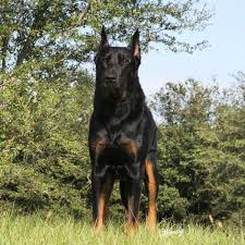 Find german shepherds for sale in greensboro on oodle classifieds. Top 5 Questions About The German Shepherd Doberman Mix Answered Animalso