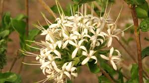 Image result for Pavetta sp. I