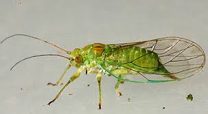 Image result for Alinula sp.