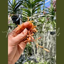 Image result for Rotheca aurantiaca