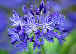 The evergreen types are tender in temperatures below 20°f, but the deciduous types are surprisingly hardy. How To Plant Grow Agapanthus African Lily Sarah Raven