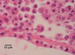 Image result for Bonamia