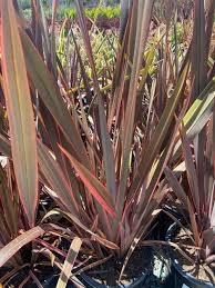 Image result for Phormium