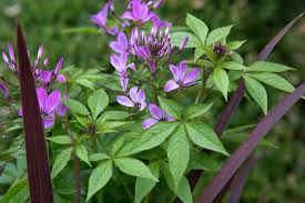 Image result for Cleome