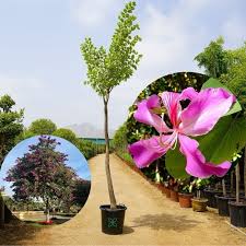 Image result for Bauhinia purpurea