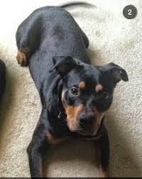 German Shepherd Pitbull Mix Black And Brown Rottweiler Pitbull Mix Rottweiler Mix Rottweiler Cute Animals
