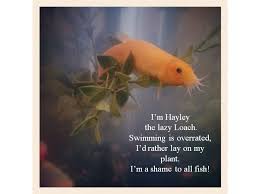 Maybe you would like to learn more about one of these? Pin By Konan On Funny Stuff Animal Shaming Fish Fish Tank Plants