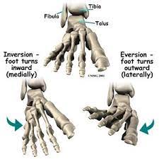 During pronation/eversion of the foot, the axis of the tn and cc joints are parallel to each other, making it easier for them to independently move and unlock . Ankle Joint Physiopedia