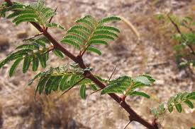 Image result for Acacia schweinfurthii