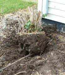 Tree Stump Removal Instructions Evergreen Shrubs Tree Root Removal Urban Garden