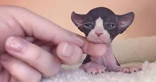 In the world of cats, bald is not necessarily beautiful — unless the cat is a sphynx. 30 Adorable Sphynx Photos To Change Every Sphynx Haters Mind Bored Panda
