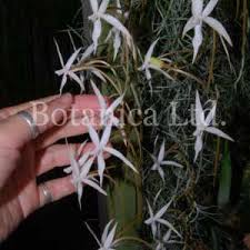 Image result for Aerangis stelligera