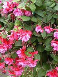 Risultati immagini per Naturaleza perfecta. Fuchsia.