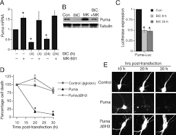 Image result for Vitro 2002 Puma