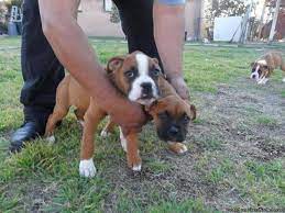 The average life span is between this pup doesn't do well in extreme heat or cold, so watch for signs of overheating in the summer, and get a warm dog jacket and booties for winter walks. Boxer Puppies 80 Price 80 For Sale In Fontana California Best Pets Online