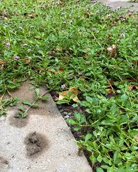 Image result for Lippia plicata