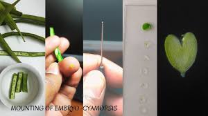 Image result for Cyamopsis