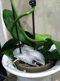 A New Trick About Watering Orchids Place 3 5 Ice Cubes At The Base Of The Plant Once A Week This Satisfies An Orchid Orchids In Water Orchids Patio Plants