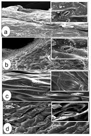Image result for Fagonia isotricha