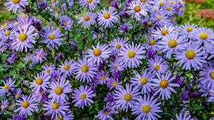 Plant them in slightly alkaline soil in an area where they will get at least six hours of sunlight daily. Alpine Aster Aster Alpinus Decorative Garden Plant With Purple Flowers Beautiful Perennial Plant For Rock Garden