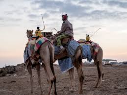 Ride) riding a camel who is obedient to his master in a dream means solving one's problem at the hand of a foreigner. The Diy Robots That Ride Camels And Fight For Human Rights Wired