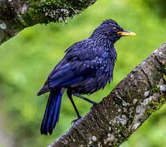 This represents perhaps the most complete picture of the most common names in the united states. Sikkim Wildlife National Parks Wildlife Sanctuary In Sikkim