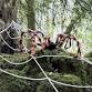 Halloween Half Term at Puzzlewood! event in Coleford