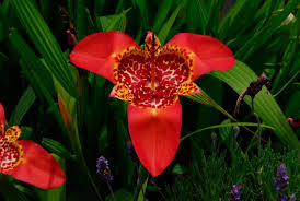 Image result for Pavonia rogersii