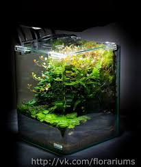 Simonsaquascapeblog Aquascape Aquascape Aquarium Planted Aquarium