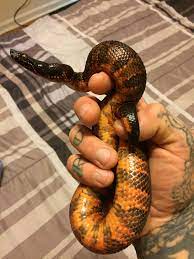 Viper Boa Snake Lovers Pretty Snakes Cute Snake