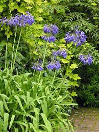 Pin By Brooke Randolph On Southern Gardening Agapanthus Plant Plants African Lily