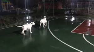 Dogo Argentino Kopek Havlama Sesi Sizden Gelenler By Dogo Argentino Tv